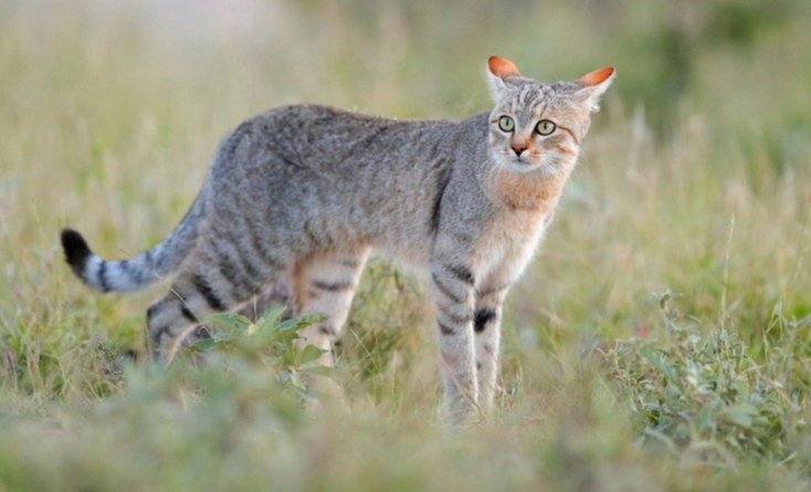 貓咪飲食蜂蜜水