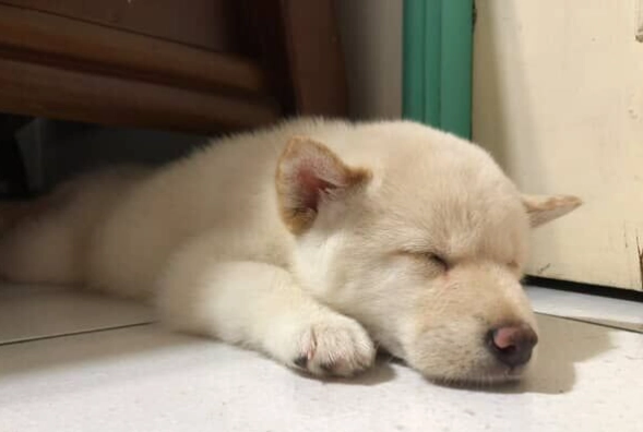 糯米對狗狗有害嗎