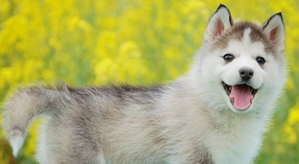 紫菜对狗有害吗