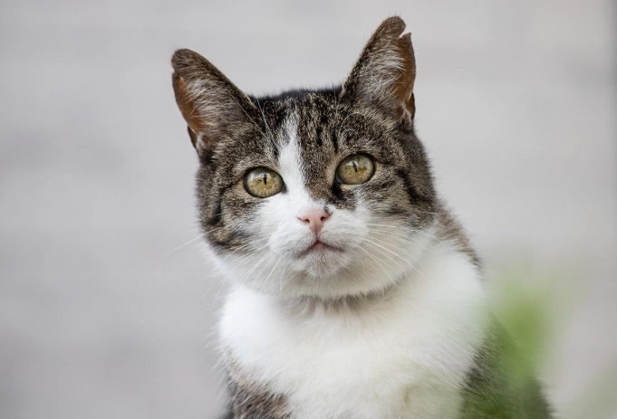 貓中毒預防 貓中毒預防