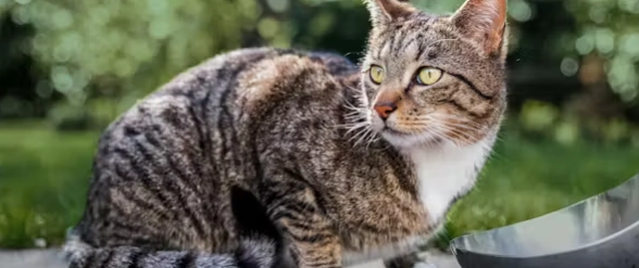 蜂蜜對貓的影響 蜂蜜對貓的影響