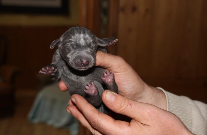 豬骨頭對狗的影響 豬骨頭對狗的影響