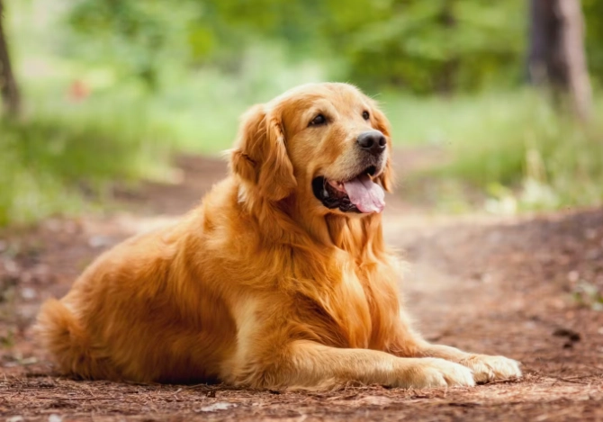 犬隻吞異物處理