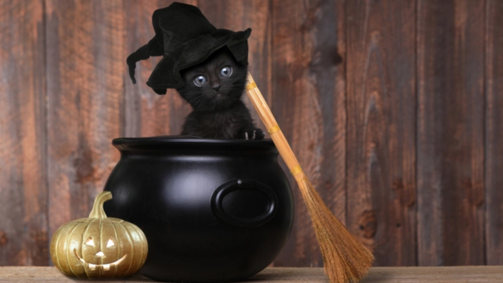 貓咪蜂蜜水好處