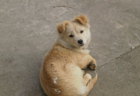 毛豆對狗狗的好處