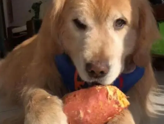 狗狗地瓜皮零食