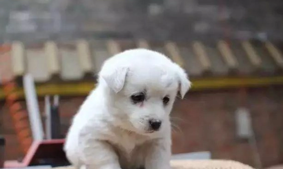 狗食物過敏 狗食物過敏