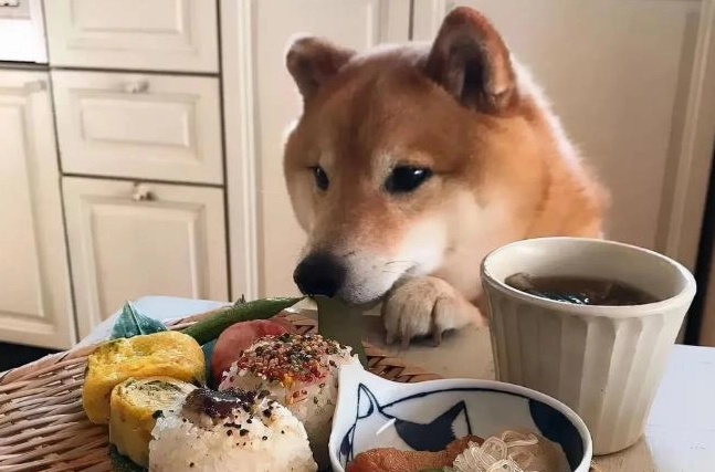 烏骨雞對狗的好處