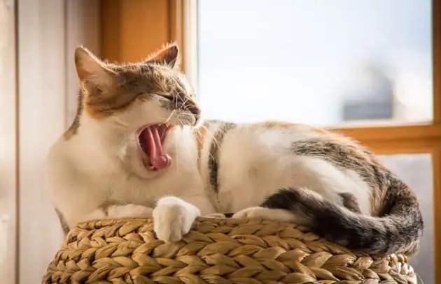 蜂蜜對貓的影響 蜂蜜對貓的影響