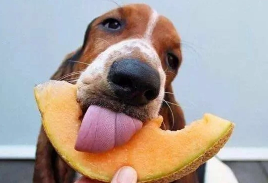 黃豆對狗的好處