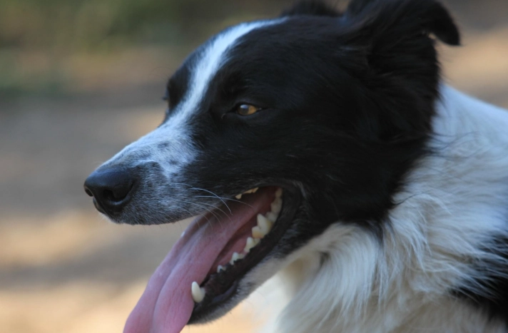 狗吃龜苓膏安全