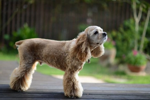 寵物蛋糕替代品