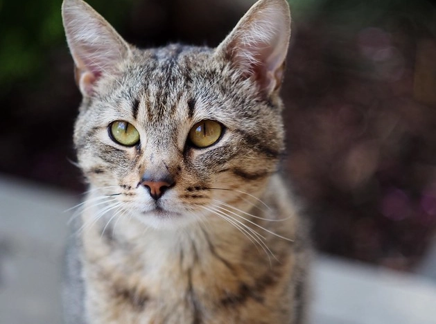 貓咪可以吃優格嗎