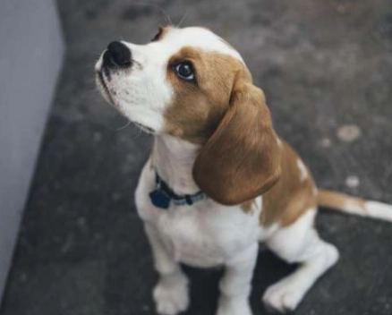 洋蔥對狗的危害