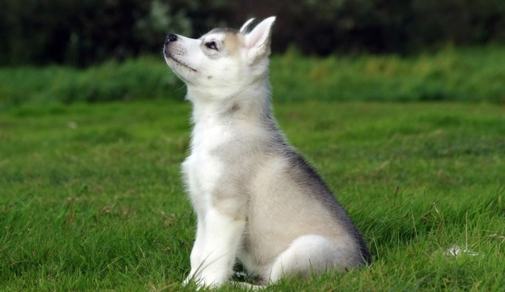 冰塊對狗的影響