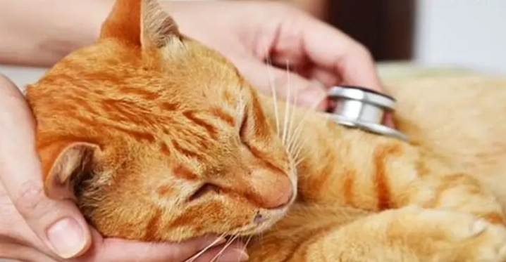 中藥對貓的危害 中藥對貓的危害