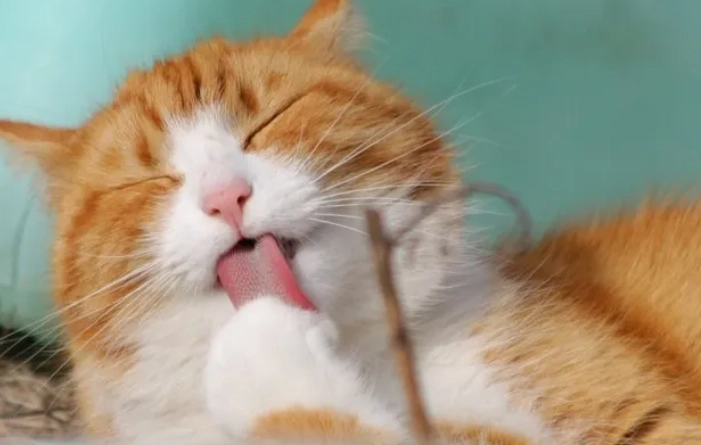 幼貓喝什麼奶 幼貓喝什麼奶