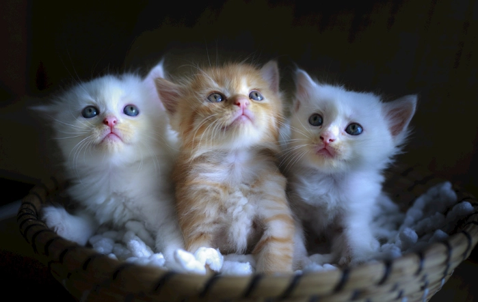 防止猫接触漂白水 防止猫接触漂白水