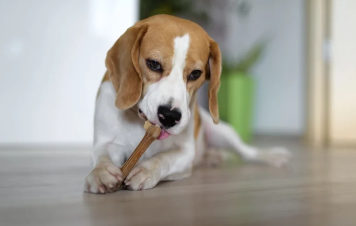 烏骨雞對狗的好處