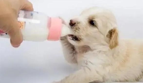 羊奶對狗過敏 羊奶對狗過敏