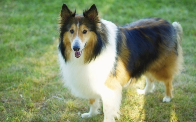 狗狗中毒怎麼辦 狗狗中毒怎麼辦