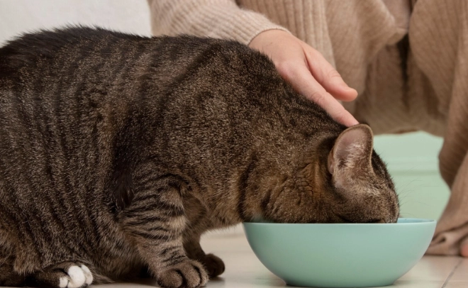 貓咪餵奶 貓咪餵奶