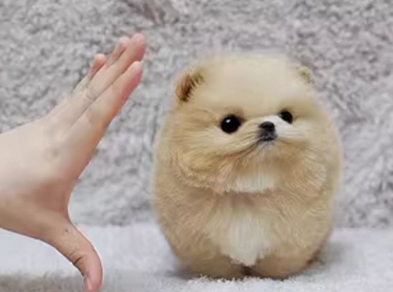 寵物優格餵食方法