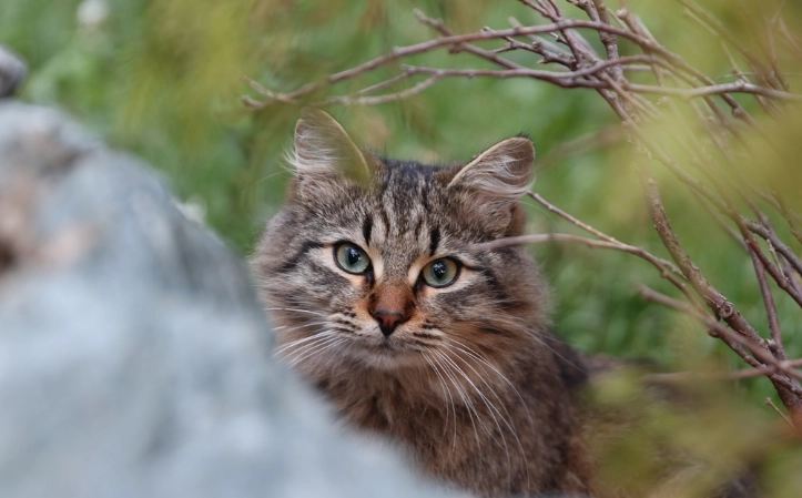 貓誤食薑處理 貓誤食薑處理