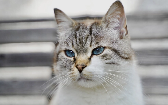 貓咪中毒症狀 貓咪中毒症狀