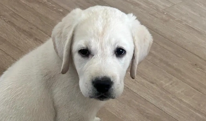 寵物飲食管理課程