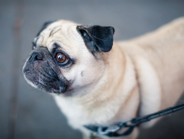 狗狗吃雞心好處