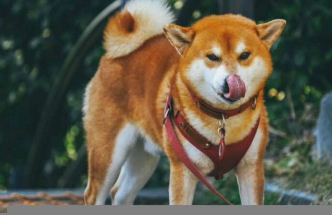 寵物甘草食用風險