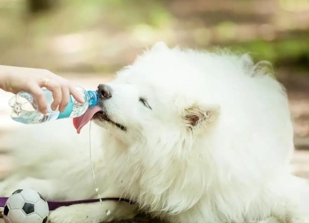 寵物飲料選擇 寵物飲料選擇