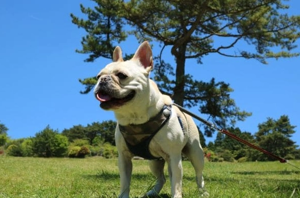 豆角對狗狗有害嗎