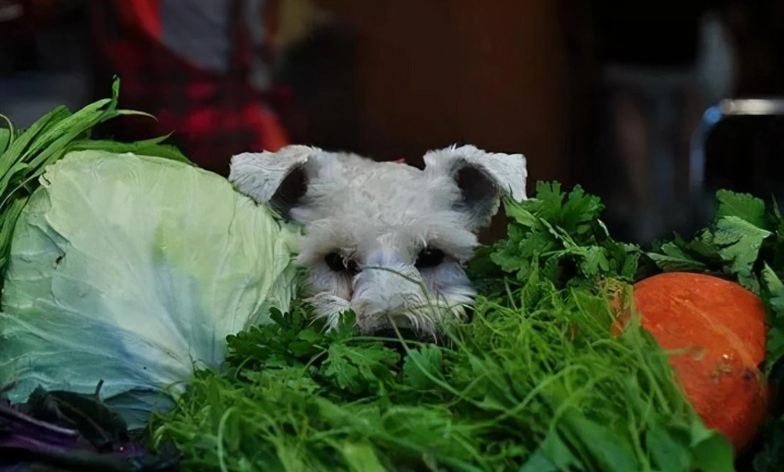 狗可以吃的蔬菜