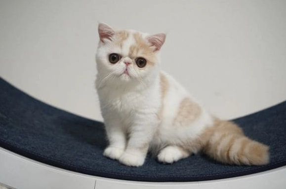 貓咪吃甘栗仁安全嗎