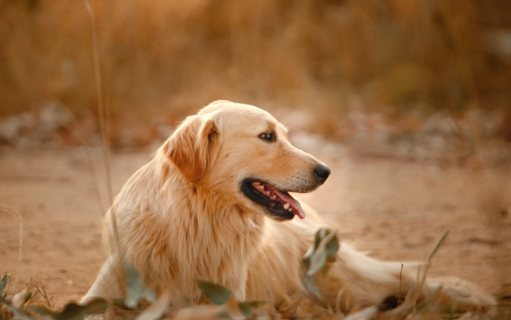 狗狗優格健康益處