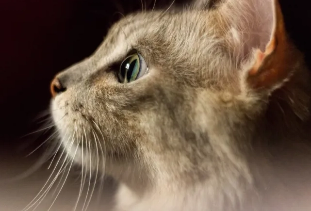 優格對貓的好處