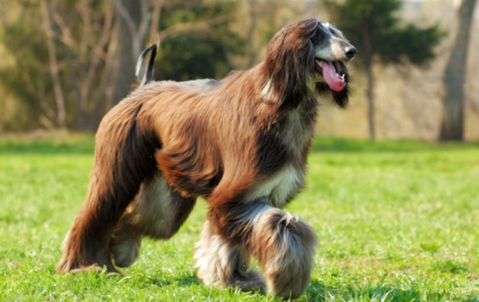 狗狗安全清潔方法 狗狗安全清潔方法