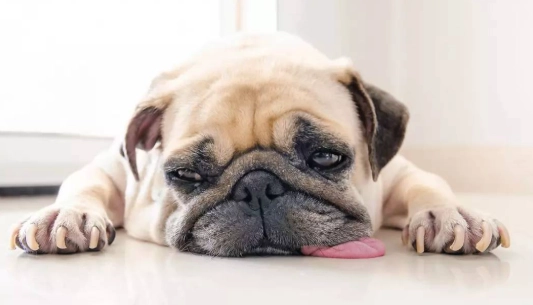 狗狗中毒症狀 狗狗中毒症狀