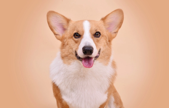 杏子对狗有害吗