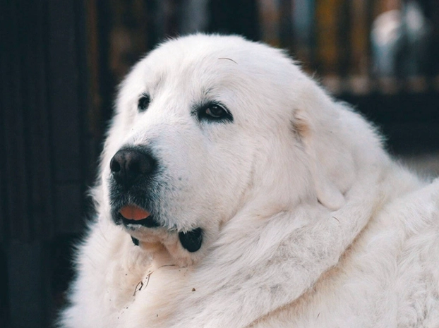 狗狗門口尿尿訓練