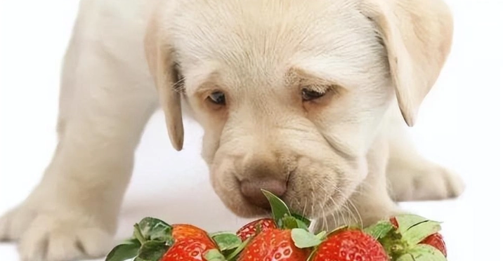 寵物甘草食用風險