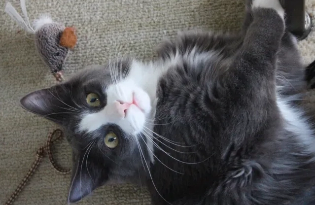 貓咪蜂蜜 貓咪蜂蜜