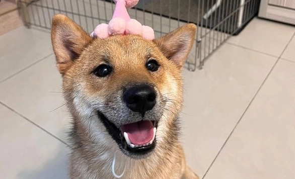 寵物優格餵食方法