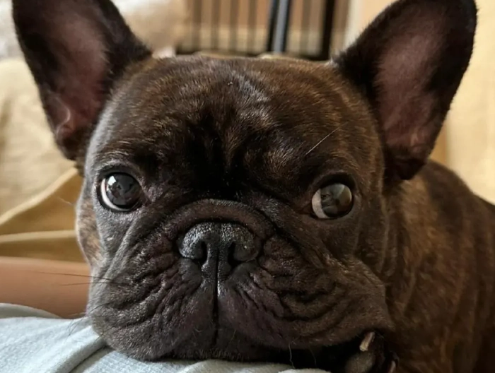 寵物營養師培訓