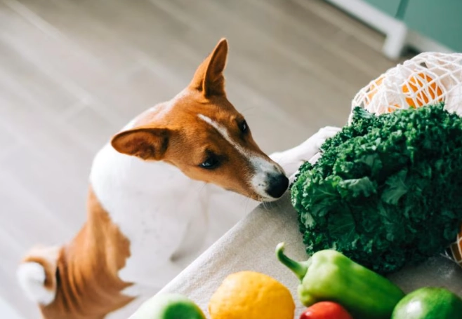 寵物甘草食用風險