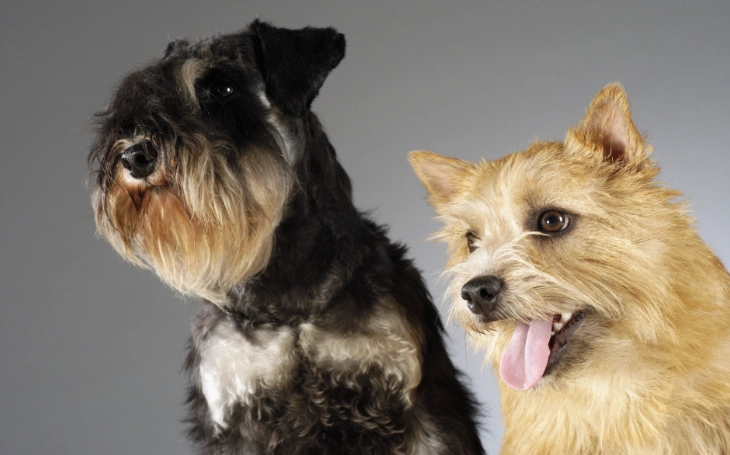 狗狗吃蘋果好處