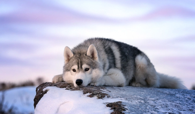 狗狗門口尿尿訓練