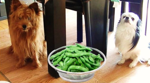 毛豆對狗狗的好處